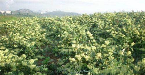 金银花的种植方法（轻松掌握家庭种植技巧，让你的阳台充满美丽的金银花）
