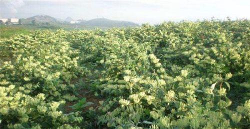 金银花的种植方法（轻松掌握家庭种植技巧，让你的阳台充满美丽的金银花）