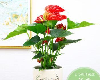 红掌盆栽——选择合适花盆打造美丽家居（挑选花盆也是一门学问，从材质到款式，让红掌美观舒适）