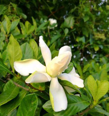 栀子花花语之美丽与希望（栀子花的花语及其深远意义）