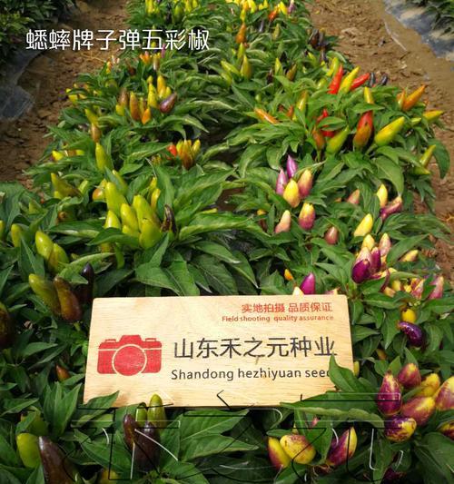 五彩椒的种植与养护（多彩甜椒的家庭种植指南）