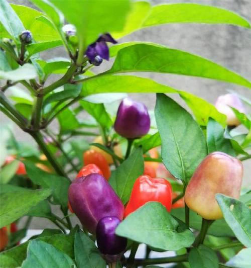 五彩椒的种植与养护（多彩甜椒的家庭种植指南）