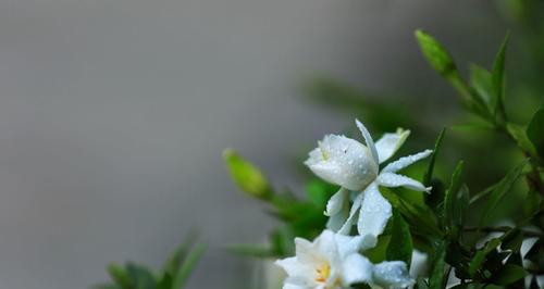 栀子花（芳香绽放、真爱永恒）