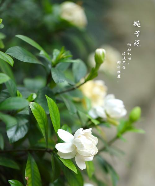 栀子花（芳香绽放、真爱永恒）