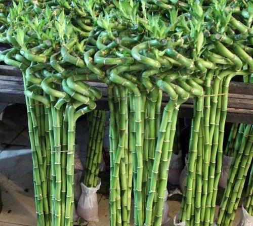 如何种植健康的富贵竹（从选苗到养护，让您轻松打造家居绿色生活）