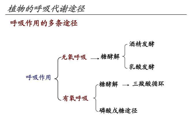 植物呼吸作用的重要性（揭示植物呼吸作用的机制及其生态意义）