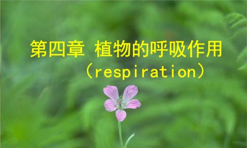 植物呼吸作用的重要性（揭示植物呼吸的奥秘，探究其生命力的源泉）