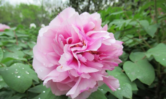 牡丹花的象征意义与文化价值（解读中国国花牡丹的美丽与神奇）