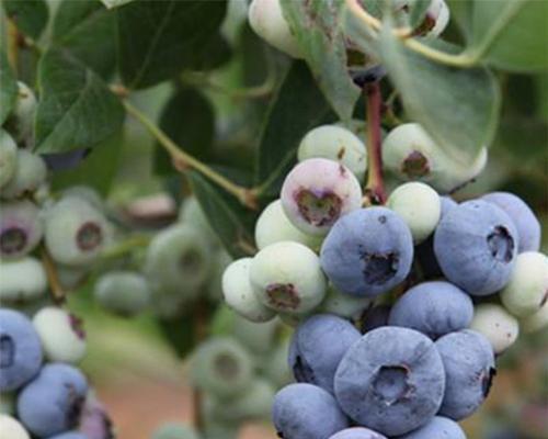 高产种植蓝丰蓝莓的特点与技巧（掌握这些关键步骤，让你收获丰硕的果实）