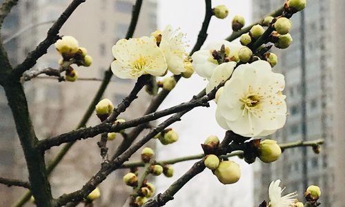 春日花开，二月绽放——二月开的花大盘点（探索二月花卉的多彩世界，感受春天的气息）