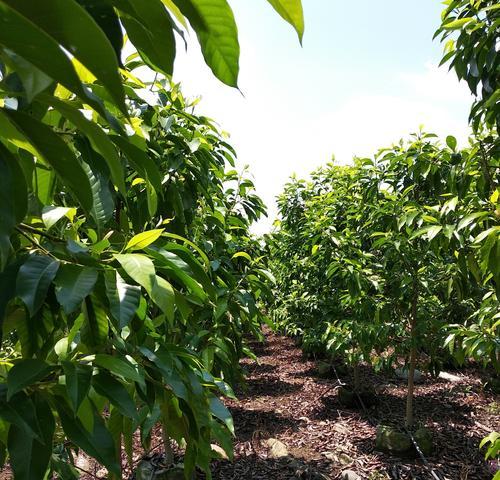 黄桷兰树的栽培全指南（如何让黄桷兰树在您的花园里茁壮成长）_花植网