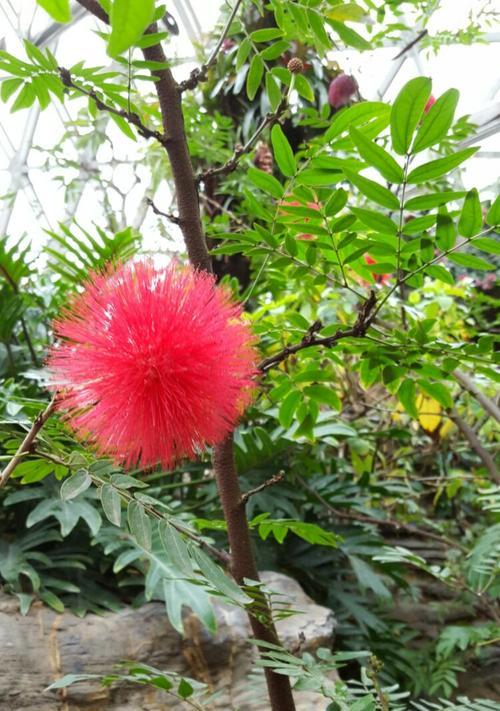 朱樱花的花语与寓意（探索朱樱花的美丽含义，领悟生命的力量）