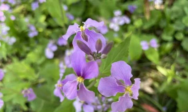 诸葛菜花的花语及寓意解读（揭秘诸葛菜花的神秘象征与意义，让你重新认识这美丽的花朵）