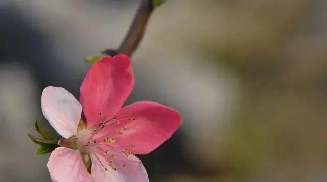 竹夹桃花（追忆春天的浪漫，绽放永恒的爱情）