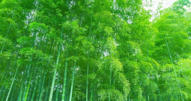 竹子的神奇魅力（探索竹子的特点和象征意义，领略自然之美）
