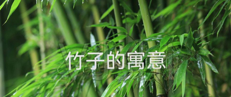 竹子的寓意与象征意义（探索竹子的内涵与意义）