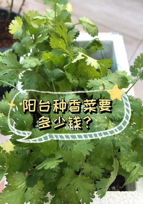 阳台香菜种植全攻略（打造自给自足的小型香草园）