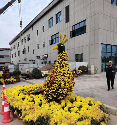 菊花的种植技巧（从选种到养护，打造美丽菊园）