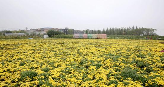 菊花的种植技巧（从选种到养护，打造美丽菊园）