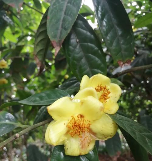 品味金花茶（一场茶与花的邂逅，感受自然的力量）