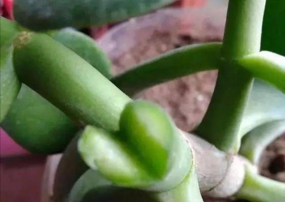 插土立根,玉树何其能活?(探究玉树直接插到土里生长的可能性及注意事项) 插土立根,玉树何其能活?(探究玉树直接插到土里生长的可能性及注意事项)