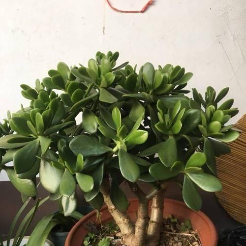 插土立根,玉树何其能活?(探究玉树直接插到土里生长的可能性及注意事项) 插土立根,玉树何其能活?(探究玉树直接插到土里生长的可能性及注意事项)