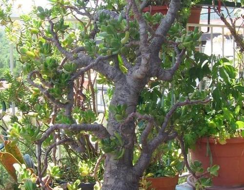 插土立根,玉树何其能活?(探究玉树直接插到土里生长的可能性及注意事项) 插土立根,玉树何其能活?(探究玉树直接插到土里生长的可能性及注意事项)