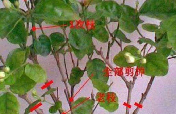 栀子花剪枝插活方法详解（如何利用栀子花枝剪生根？）