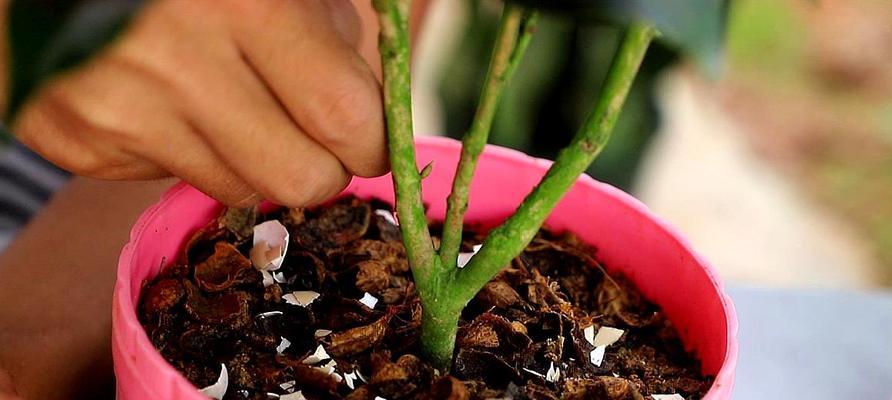 茶花施肥大全（学会正确的茶花肥料使用，让你的茶花更加茂盛）