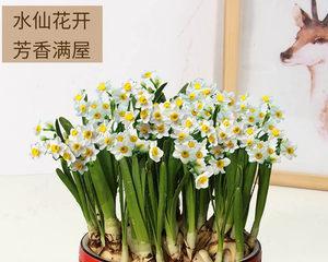 水仙花水培的全面养殖指南（打造美丽花园，享受花海盛宴！）