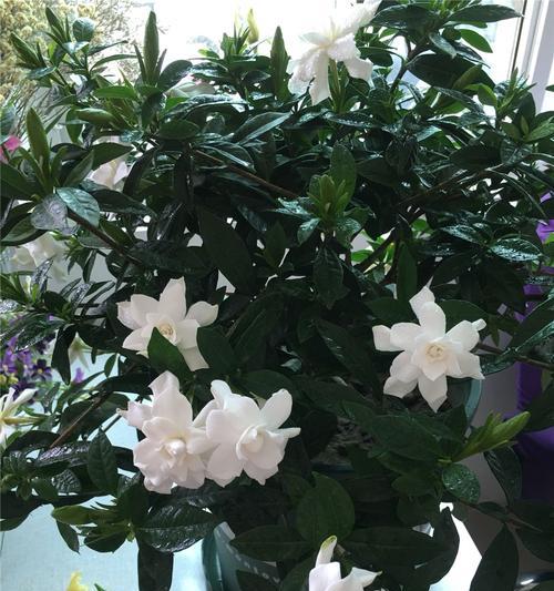 栀子花的花期长短是多久？（探秘栀子花的开花时间和特性）