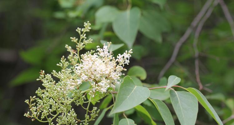 丁香常见病害及防治方法（保护您的丁香花，从了解病害开始）