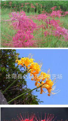 快速掌握养殖技巧，打造美丽的“彼岸花盆栽”（从选种到养护，全面解读彼岸花盆栽养殖方法）