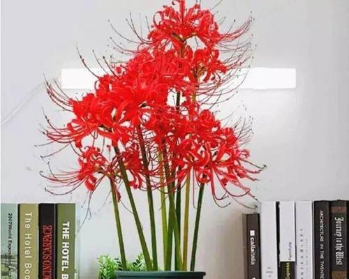 快速掌握养殖技巧，打造美丽的“彼岸花盆栽”（从选种到养护，全面解读彼岸花盆栽养殖方法）