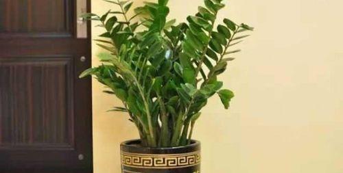 金钱树球根的水培种植(摆脱土壤限制,打造室内绿化的好选择)