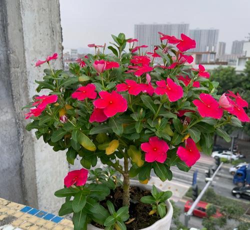 四季花开的美丽景象（探索一年四季的花卉王国）