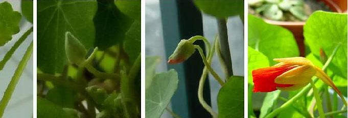 旱金莲的种植技巧（如何正确地播种旱金莲，让它成为您家庭园艺的亮点？）