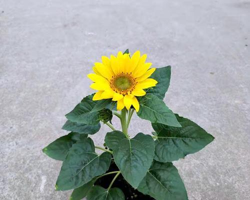 光辉岁月向日葵的养护方法（向日葵怎样健康成长？）