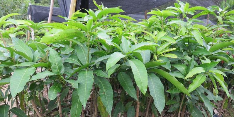 芒果树种植与养护（打造属于你自己的芒果园，芒果树养护的全程指南）