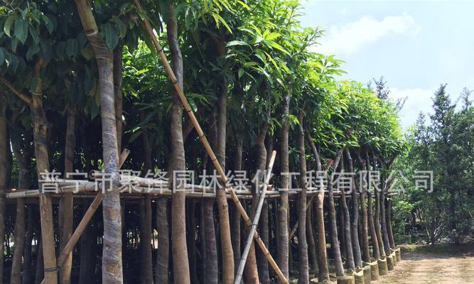 芒果树种植与养护（打造属于你自己的芒果园，芒果树养护的全程指南）