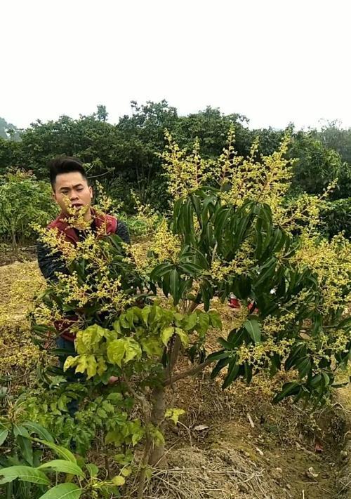 芒果树种植与养护（打造属于你自己的芒果园，芒果树养护的全程指南）