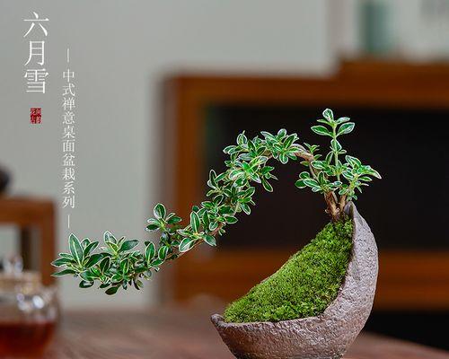 六月雪的养护方法（打造美丽的六月雪花园，从养护开始）