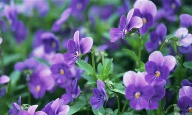 如何科学养护紫罗兰——让你的小紫更旺盛（一份详尽的养护指南，让你的紫罗兰生机勃勃）