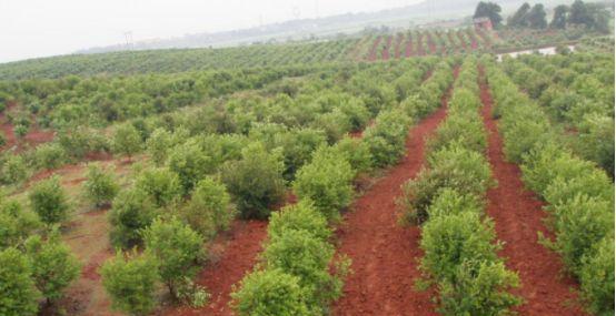 油茶树的土壤适应性分析（了解油茶树的土壤要求，助力种植产业发展）