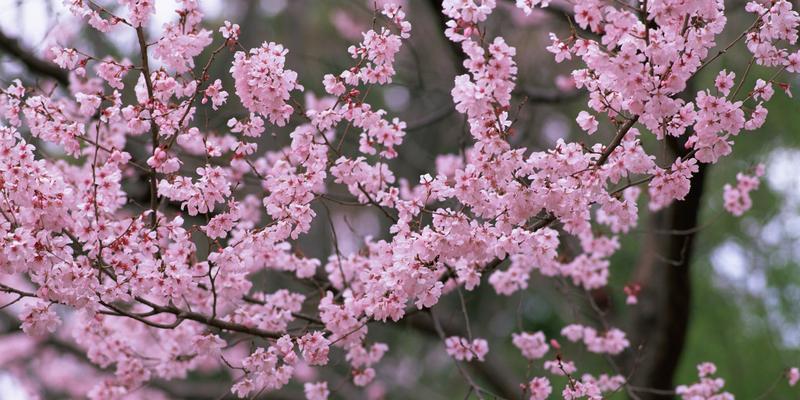 春天的花海（探寻春日里缤纷的花卉世界）