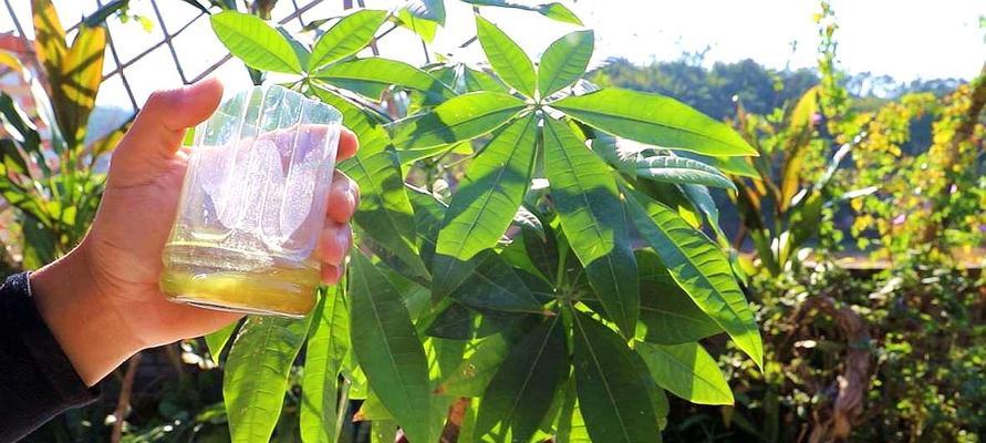 浇水树，助你发财（通过科学浇水，让你的财富更茁壮）