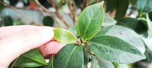 茶花掉叶子的原因与应对方法（探究茶花掉叶子的神秘面纱，从源头找到掉叶子的罪魁祸首）