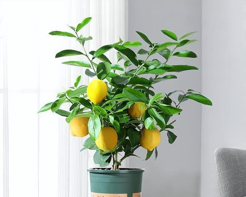 盆栽柠檬树养殖指南