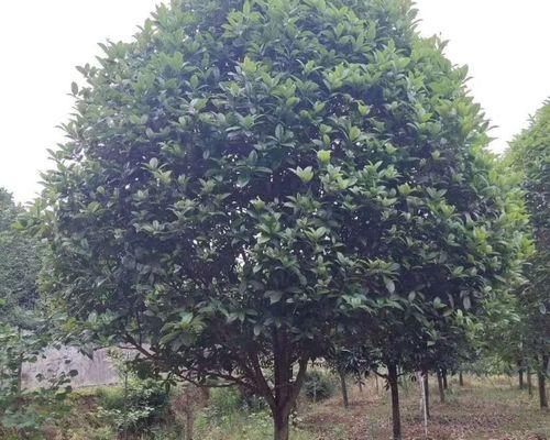 植树造景，左右皆宜——论在大门左右种植桂花树的意义（桂花熏风，美丽常在；大门左右，瑞气缭绕）