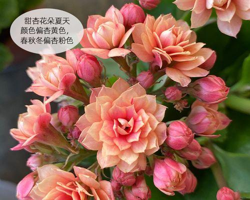 长寿花之美——最漂亮的品种介绍（探寻长寿花令人惊叹的色彩和形态，走进花海中的仙境之旅）